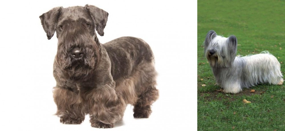 Skye Terrier vs Cesky Terrier - Breed Comparison