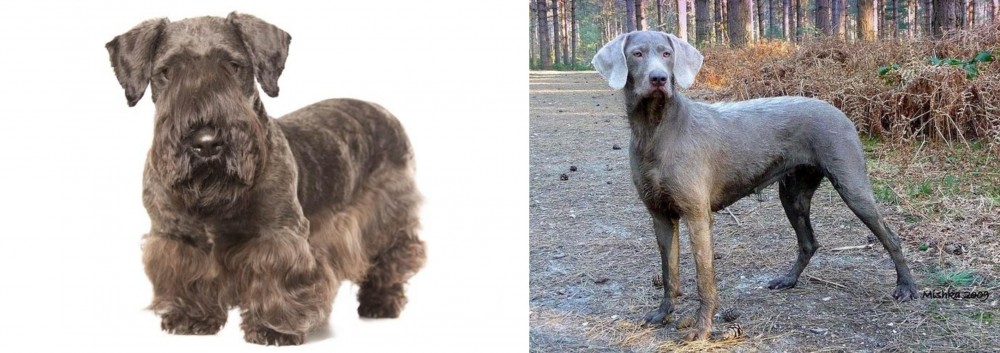 Slovensky Hrubosrsty Stavac vs Cesky Terrier - Breed Comparison