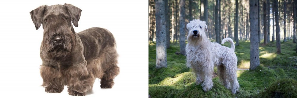 Soft-Coated Wheaten Terrier vs Cesky Terrier - Breed Comparison
