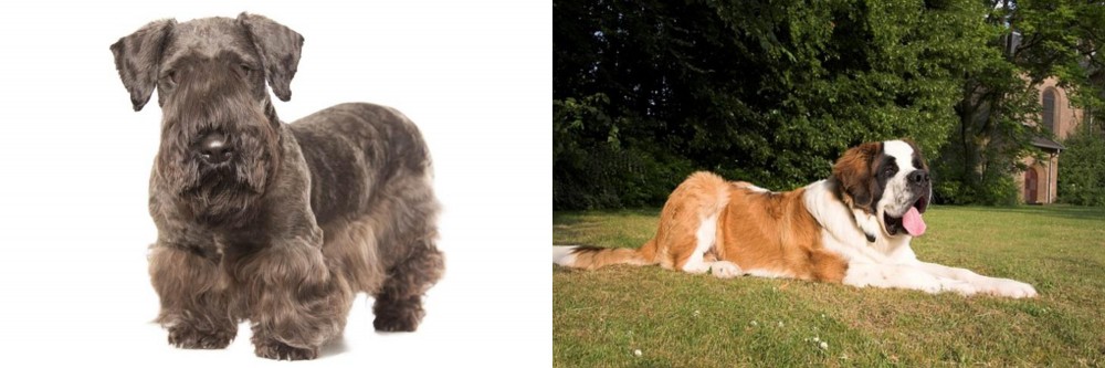 St. Bernard vs Cesky Terrier - Breed Comparison