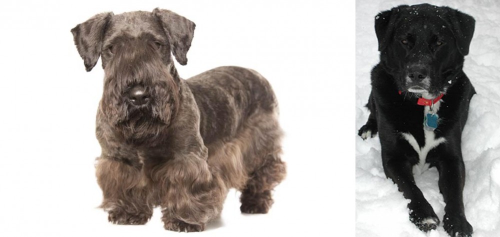 St. John's Water Dog vs Cesky Terrier - Breed Comparison