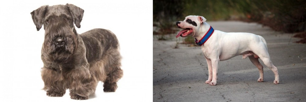 Staffordshire Bull Terrier vs Cesky Terrier - Breed Comparison