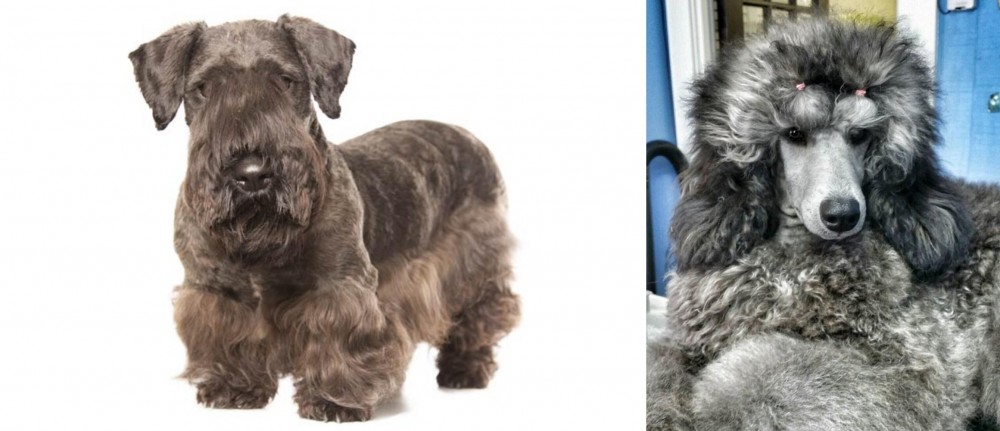 Standard Poodle vs Cesky Terrier - Breed Comparison