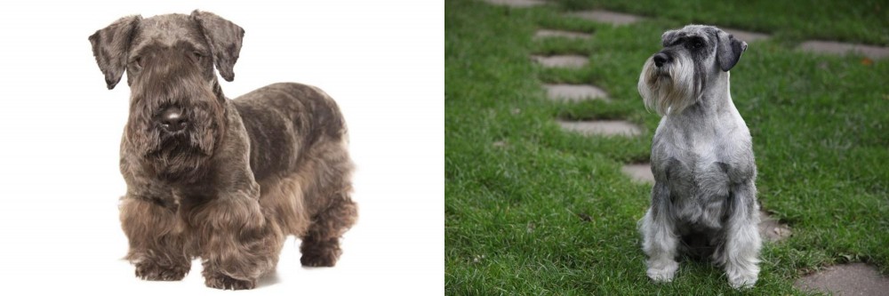 Standard Schnauzer vs Cesky Terrier - Breed Comparison