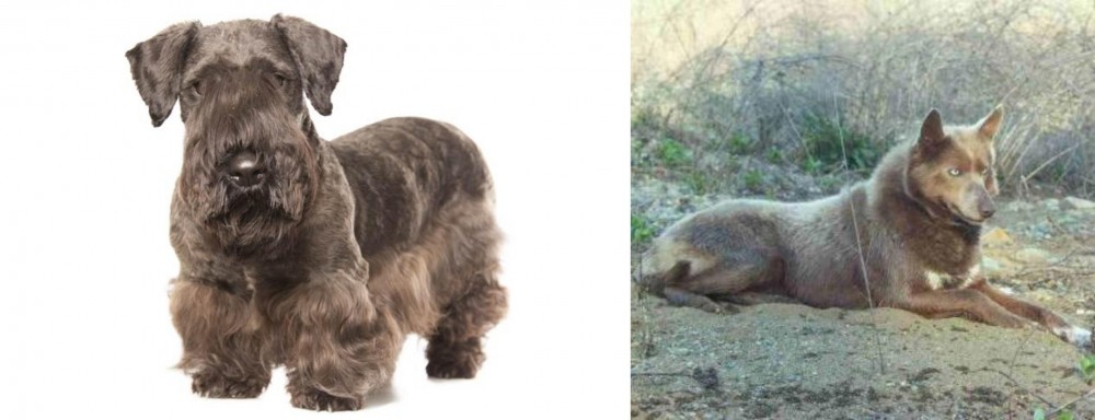 Tahltan Bear Dog vs Cesky Terrier - Breed Comparison