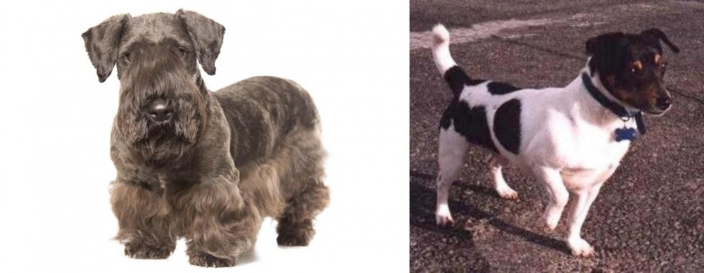 Teddy Roosevelt Terrier vs Cesky Terrier - Breed Comparison