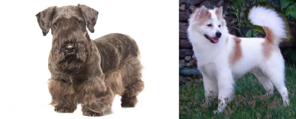 Thai Bangkaew vs Cesky Terrier - Breed Comparison
