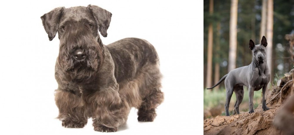 Thai Ridgeback vs Cesky Terrier - Breed Comparison
