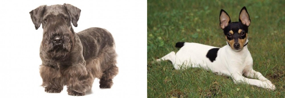 Toy Fox Terrier vs Cesky Terrier - Breed Comparison