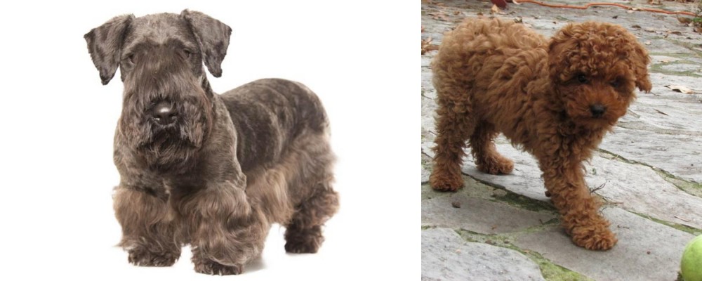 Toy Poodle vs Cesky Terrier - Breed Comparison