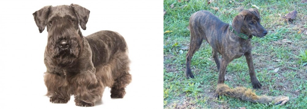 Treeing Cur vs Cesky Terrier - Breed Comparison