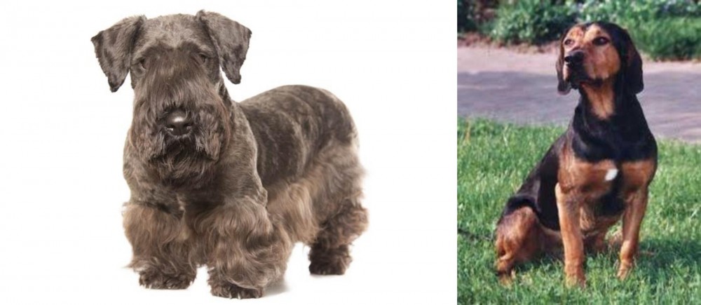 Tyrolean Hound vs Cesky Terrier - Breed Comparison