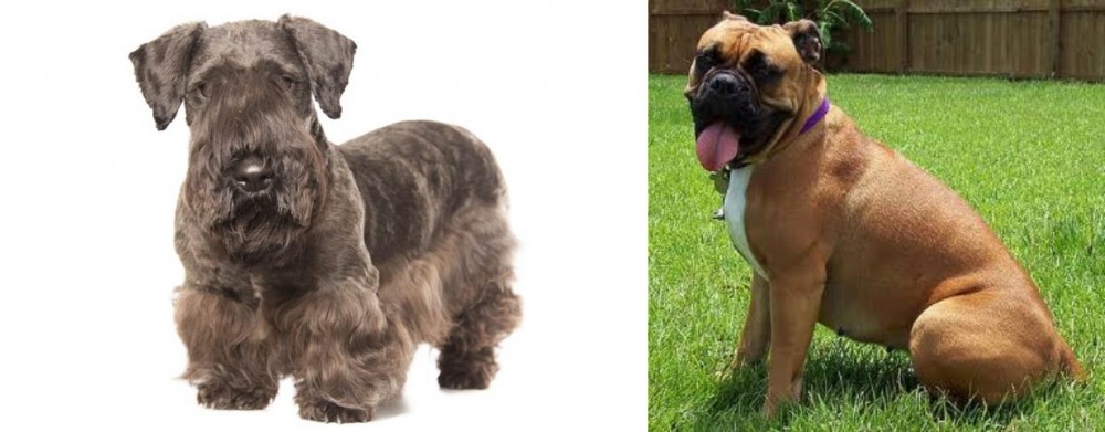 Valley Bulldog vs Cesky Terrier - Breed Comparison