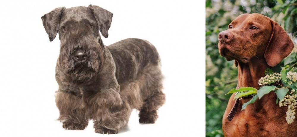 Vizsla vs Cesky Terrier - Breed Comparison