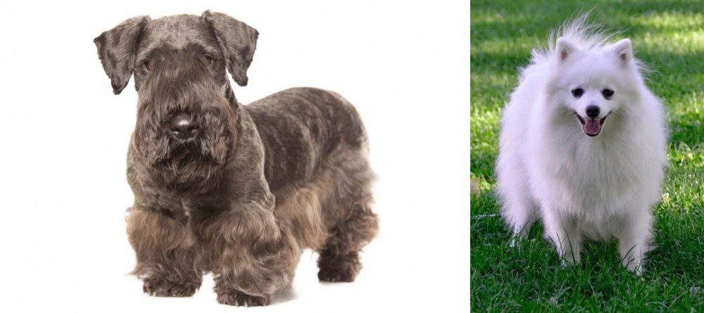 Volpino Italiano vs Cesky Terrier - Breed Comparison