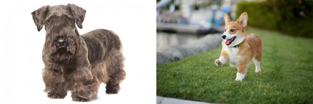 Welsh Corgi vs Cesky Terrier - Breed Comparison