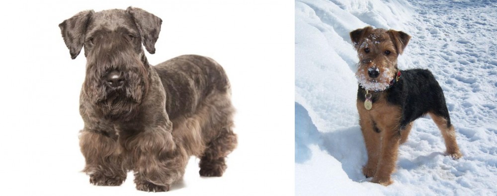 Welsh Terrier vs Cesky Terrier - Breed Comparison