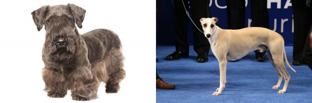 Whippet vs Cesky Terrier - Breed Comparison