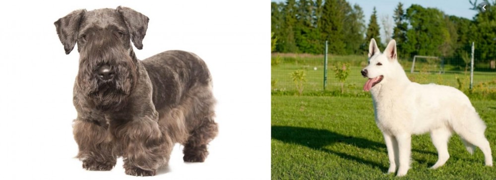 White Shepherd vs Cesky Terrier - Breed Comparison