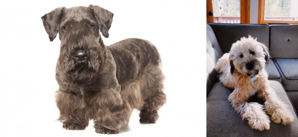 Whoodles vs Cesky Terrier - Breed Comparison