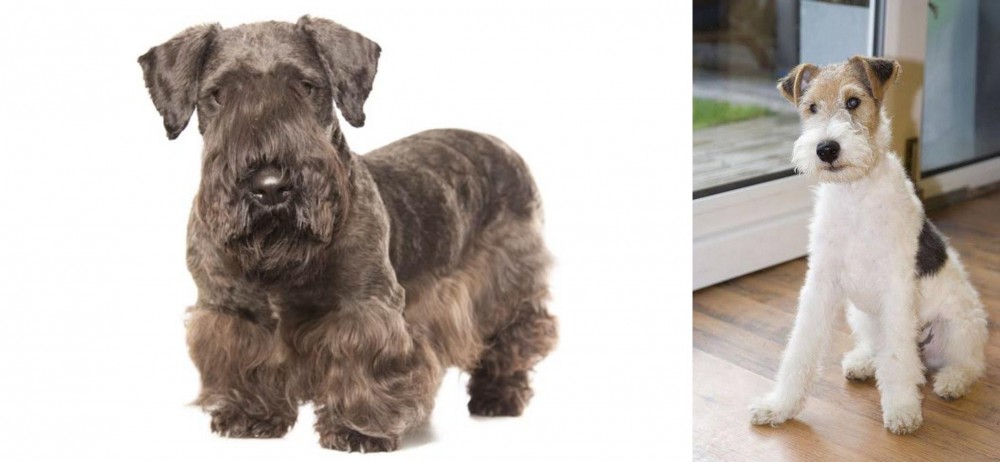 Wire Fox Terrier vs Cesky Terrier - Breed Comparison