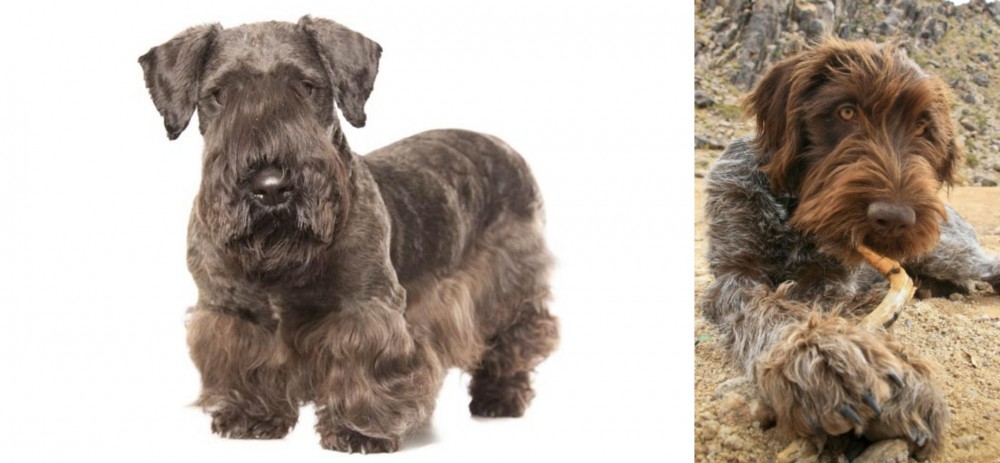 Wirehaired Pointing Griffon vs Cesky Terrier - Breed Comparison