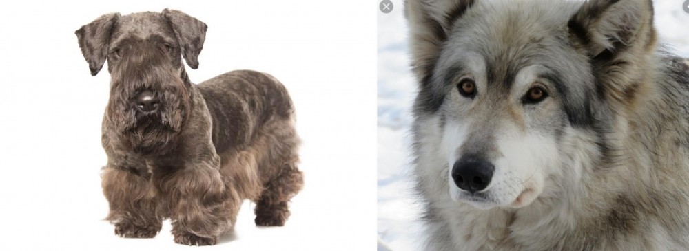 Wolfdog vs Cesky Terrier - Breed Comparison