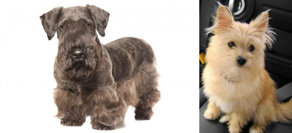 Yoranian vs Cesky Terrier - Breed Comparison