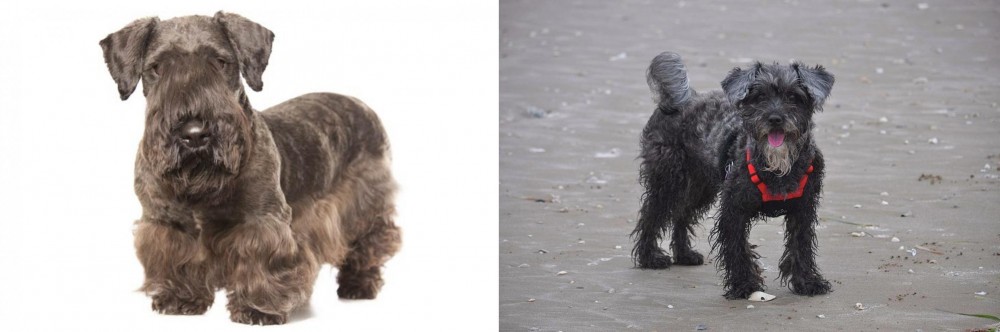 YorkiePoo vs Cesky Terrier - Breed Comparison