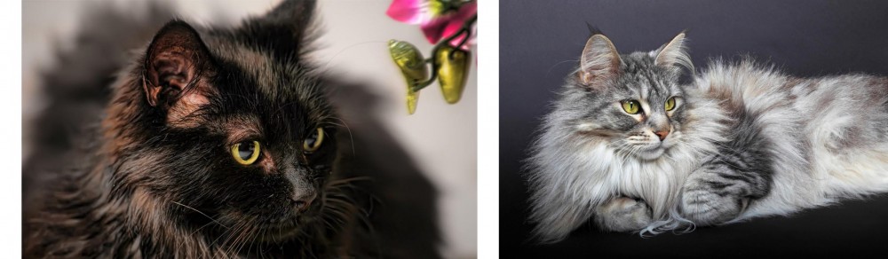 Domestic Longhaired Cat vs Chantilly/Tiffany - Breed Comparison