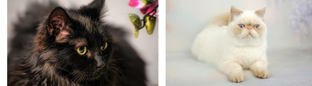 Exotic Shorthair vs Chantilly/Tiffany - Breed Comparison