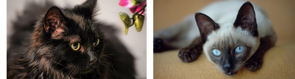 Siamese vs Chantilly/Tiffany - Breed Comparison