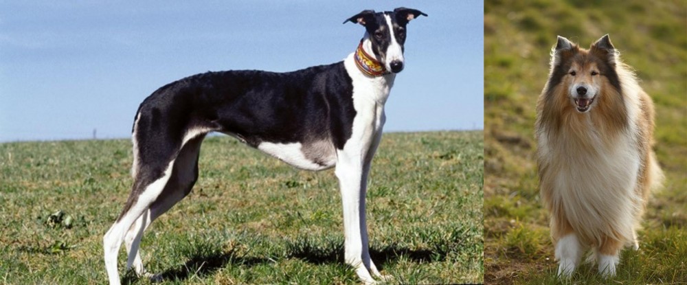 Collie vs Chart Polski - Breed Comparison