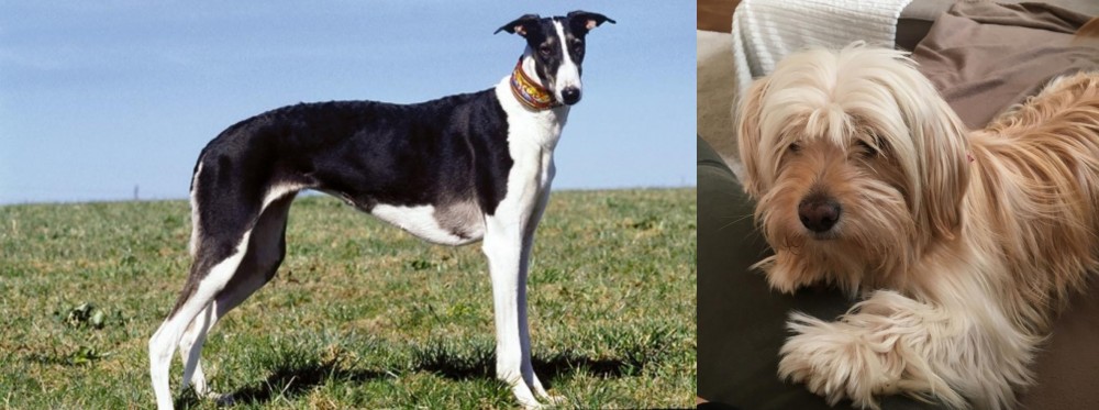 Cyprus Poodle vs Chart Polski - Breed Comparison