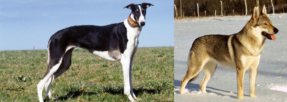 Czechoslovakian Wolfdog vs Chart Polski - Breed Comparison