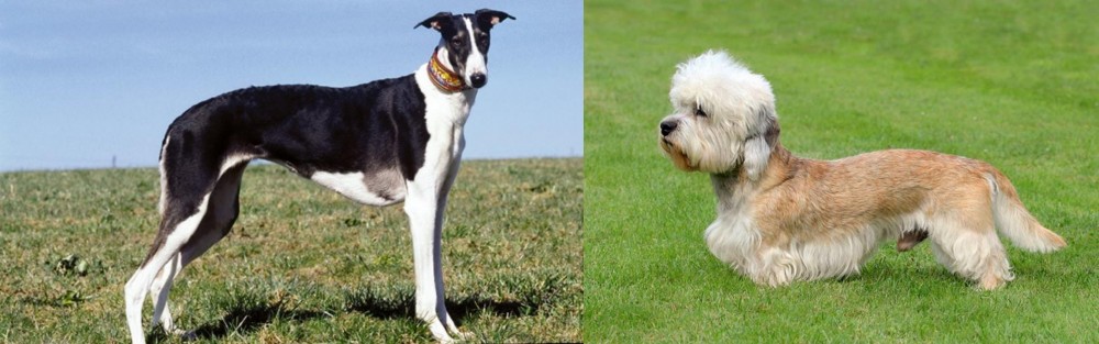 Dandie Dinmont Terrier vs Chart Polski - Breed Comparison