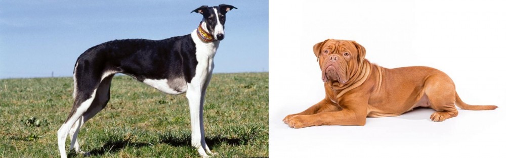Dogue De Bordeaux vs Chart Polski - Breed Comparison