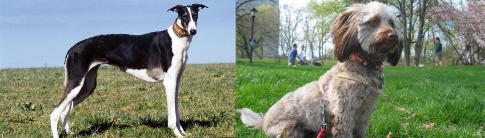 Doxiepoo vs Chart Polski - Breed Comparison