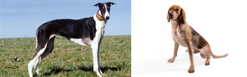 English Coonhound vs Chart Polski - Breed Comparison