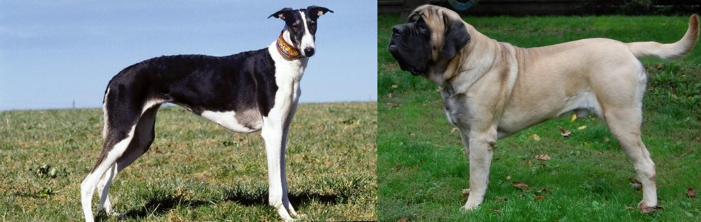 English Mastiff vs Chart Polski - Breed Comparison