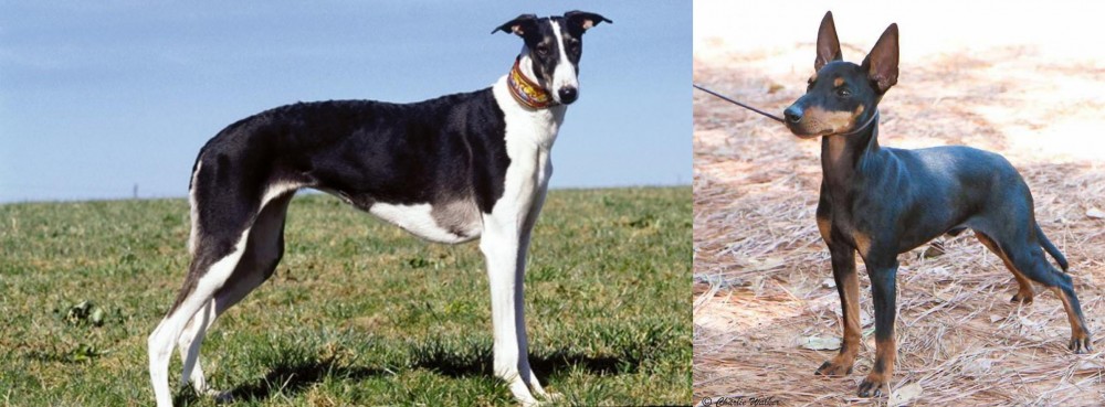English Toy Terrier (Black & Tan) vs Chart Polski - Breed Comparison
