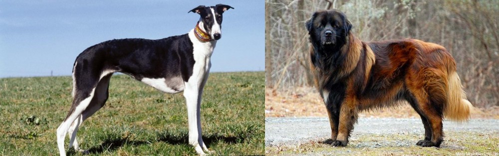 Estrela Mountain Dog vs Chart Polski - Breed Comparison