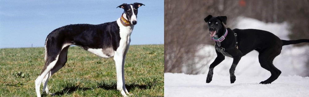 Eurohound vs Chart Polski - Breed Comparison