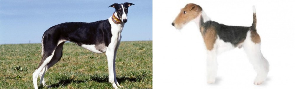 Fox Terrier vs Chart Polski - Breed Comparison