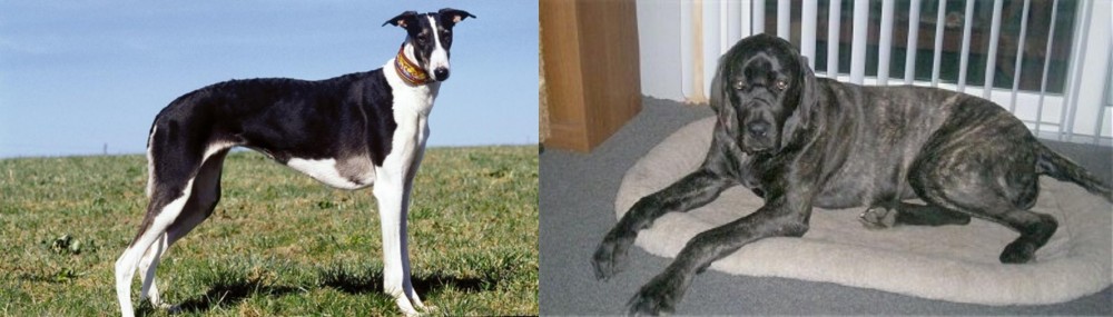 Giant Maso Mastiff vs Chart Polski - Breed Comparison