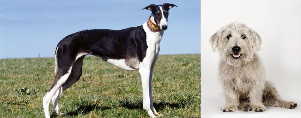 Glen of Imaal Terrier vs Chart Polski - Breed Comparison