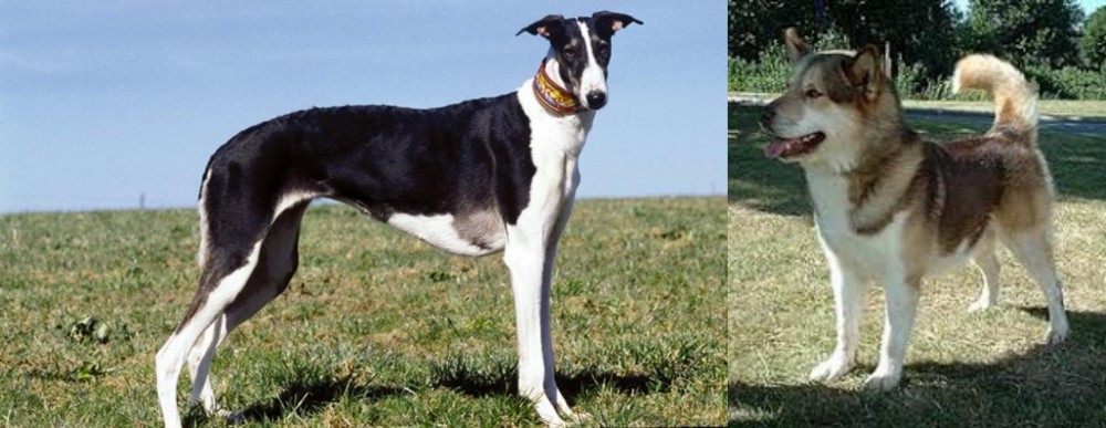 Greenland Dog vs Chart Polski - Breed Comparison