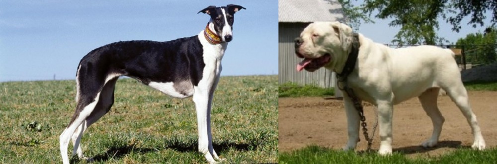 Hermes Bulldogge vs Chart Polski - Breed Comparison