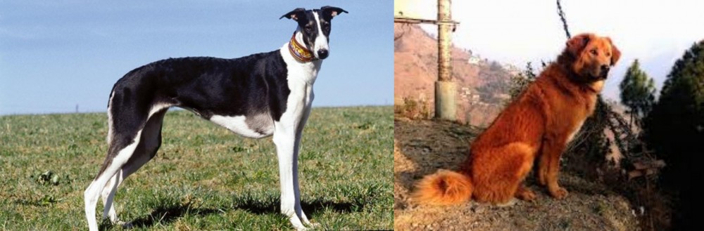 Himalayan Sheepdog vs Chart Polski - Breed Comparison