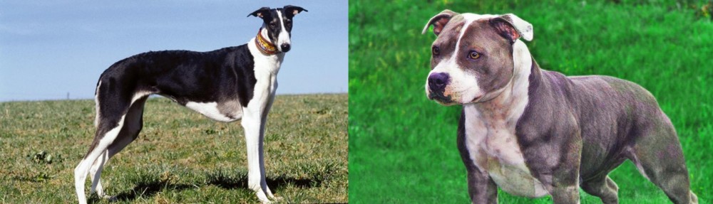 Irish Staffordshire Bull Terrier vs Chart Polski - Breed Comparison